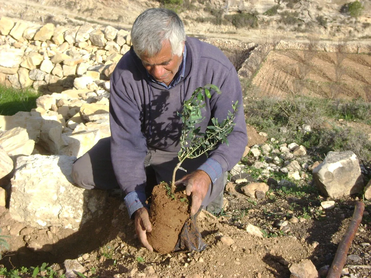 صورة أرشيفية أو توضيحية: مزارع فلسطيني يزرع أشجار زيتون عام 2010؛ ليست من الحدث المذكور في الخبر.