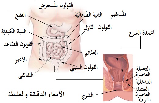 رسم تعليمي للأمعاء وأجزاء الجهاز الهضمي.
