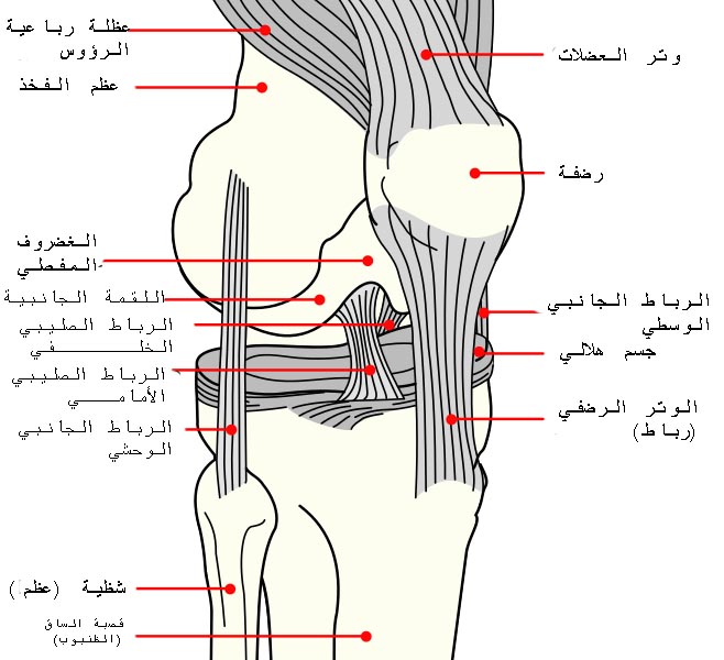 رسم تشريحي لمفصل الركبة، وليس صورة تشخيصية لمريض.