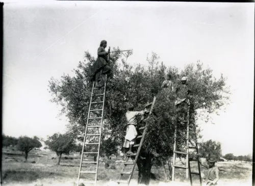 قطاف الزيتون في صورة تاريخية لخليل رعد من عام 1930؛ ليست صورة للاعتداءات الحالية.